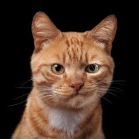 Кота забыл.