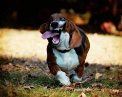 в "меге" оливье делают , все я на праздник