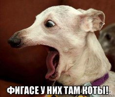 Это, вероятно, один из самых больших мясных кебабов в мире 