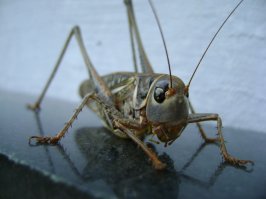 Моя "фото-охота"...