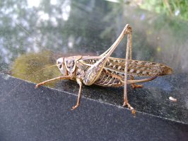 Моя "фото-охота"...