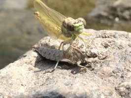 Фоткал этим летом.