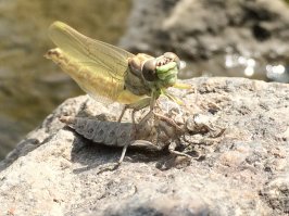 Фоткал этим летом.