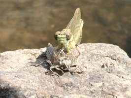 Фоткал этим летом.