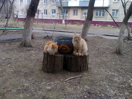 Очень колоритные уличные коты