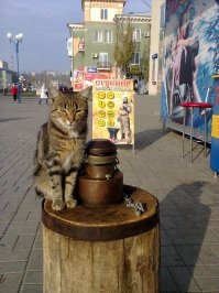 Очень колоритные уличные коты