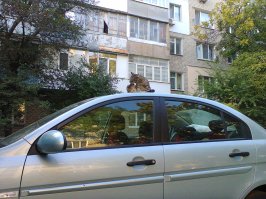 Очень колоритные уличные коты
