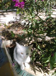Очень колоритные уличные коты