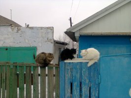 Очень колоритные уличные коты