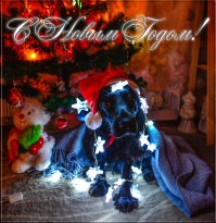 Мои новогодние животинки=) кожга очень рада xD
