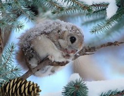 Японские летяги - самые очаровательные существа на Земле!