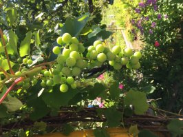 Итальянцы пробуют пить по-русски