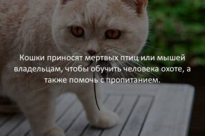 Британские учёные научились читать мысли кошек?