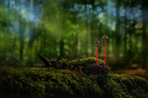 Грибы, грибки, грибочки