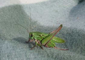 летом фоткал