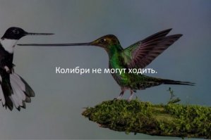 Воробьи тоже не умеют ходить, не замечали?