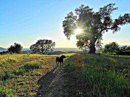 Природа - ты божественна