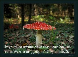 Грибы, грибки, грибочки