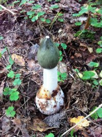 Нашел летом. Как называется?