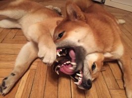 Эти собаки могли бы отлично вписаться в фильм "Нечто" Джона Карпентера.