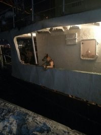 Впервые вижу собаку со встроенным прибором ночного видения.