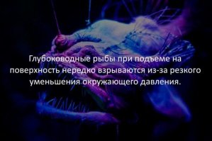 Рыбы, поднятые с самых больших океанских глубин, никогда не "взрываются", так как у них нет ни плавательного пузыря, ни других воздушных полостей. Изменение давления не может им повредить, так как жидкости не меняются в объеме. 
"Взрываются" иногда поднятые на поверхность рыбы промежуточных глубин или даже мелководные. При перепаде давления их плавательные пузыри раздуваются и вылезают изо рта.