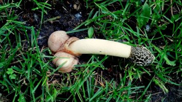 Веселка когда созревает, у неё шары набухают