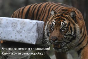 Merry Christmas, мистер Тигр! Как жители зоопарков открывали подарки