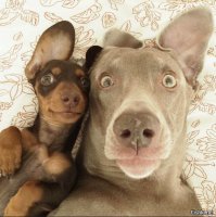 Фото собак, которые вас рассмешат – но вам будет совестно, что вы над ними смеялись