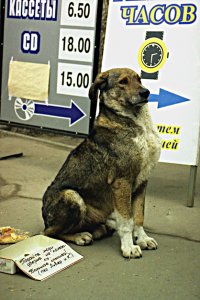 На заработках!