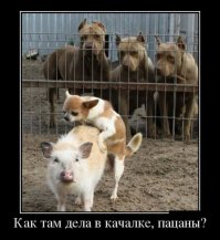 Лучше в качалке, чем свиней <span style='color:gray'>[мат]</span>