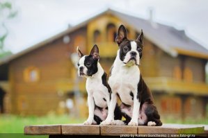 17. Любит собачек (у него их три)
==============================
Это не собачки! Это бостон-терьеры. У меня таких два, и я слегка представляю, что могут вытворять три таких боевых пса...