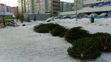 Красноярские ёлки.