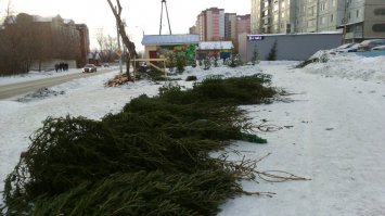 Красноярские ёлки.