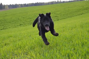 Коммодор - летающая собака