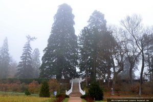 Погуглил не много... 

Самые знаменитые секвойи в Крыму — две у западного фасада Массандровского дворца, достигающие 35–35 метров в высоту и около 9 метров в обхвате. Им уже более ста лет, посажены они были в середине 90-х годов XIX века, когда дворец перестраивался Месмахером. Экземпляры в Никитском ботаническом саду посадки 1930 года.

И инфа в ЖЖ