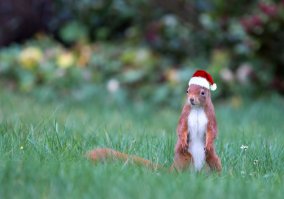 В предвкушении волшебства: рождественские белки на снимках Гирта Веггена 