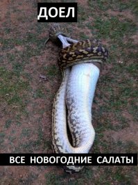 Лошадь была в шоке, когда увидела, как питон пытается проглотить кенгуру