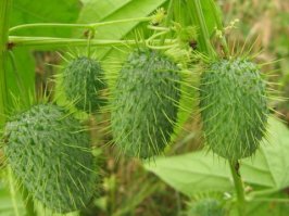 Похожи на бешеные огурцы