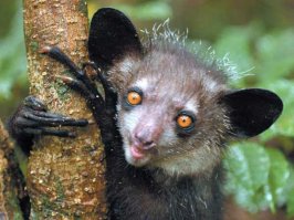 Британские учёные выяснили, что эта женщина и лемур Ай-ай - родственники.