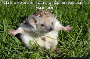 Лошадь была в шоке, когда увидела, как питон пытается проглотить кенгуру