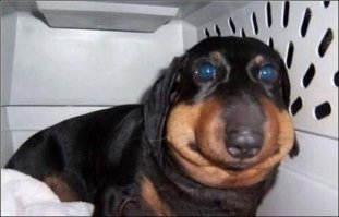 Да ничего страшного! У собак это во-первых, очень частенько случается. А во-вторых, быстро заживает. Зато - прикольные они становятся 
Коты, кстати, тоже ;)