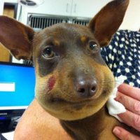 Да ничего страшного! У собак это во-первых, очень частенько случается. А во-вторых, быстро заживает. Зато - прикольные они становятся 
Коты, кстати, тоже ;)