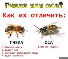 Пчёлы. Интересные факты