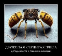 Пчёлы. Интересные факты