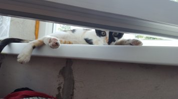 У нас тоже Котейка на подобие есть)))))Милота)
