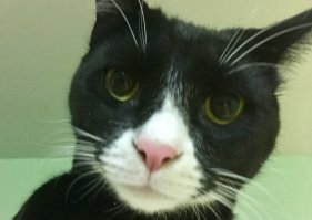 Мой пушистый черт, которого тоже спасли год назад с улицы. Был простужен, но ничего - вполне себе солидный кот теперь, абы чего не ест, и вообще хозяин дома.