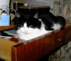 Эти  шерстяные знают, как удивить хозяина