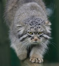 Хэй! А где манул? Манул, спрашиваю, где?