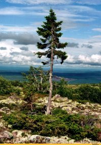 а как же Старый Тьикко — дерево ели возрастом в 9550 лет, расположенное на горе Фулуфьеллет провинции Даларна в Швеции?